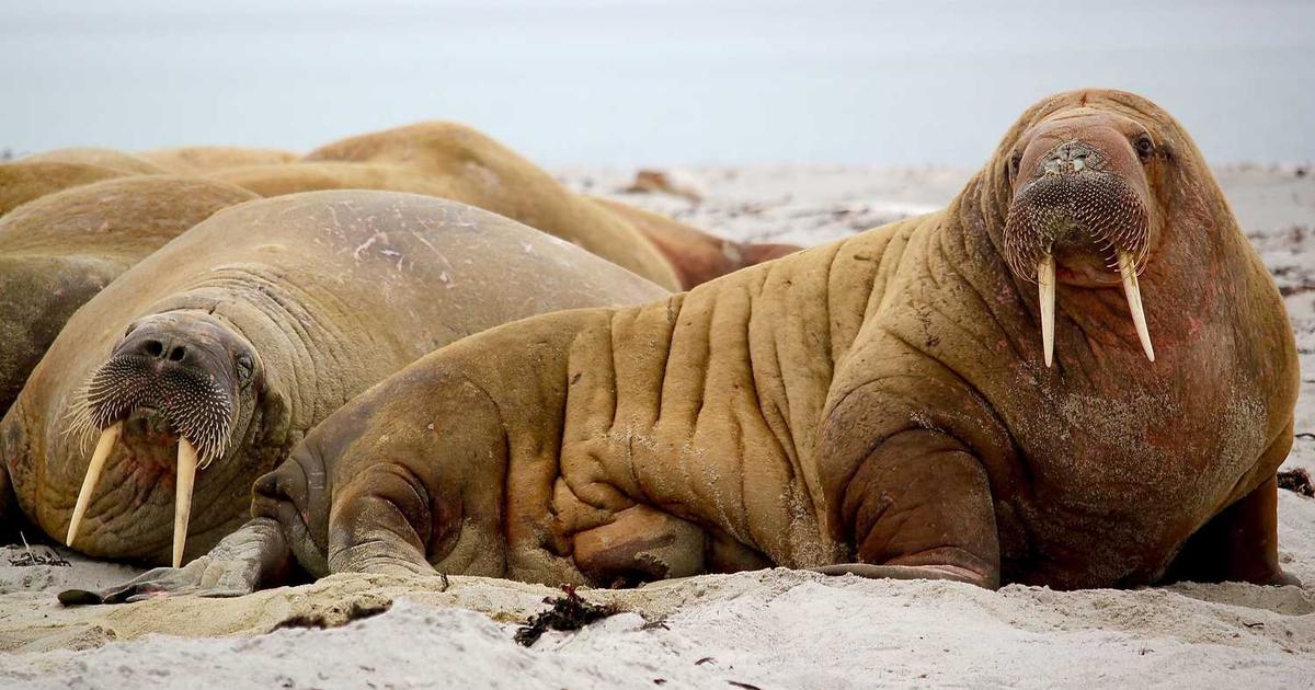 播客製作初學者指南